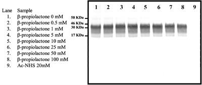 Quantifying the Role of Lysine in Prion Replication by Nano-LC Mass Spectrometry and Bioassay